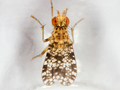 Trypetoptera punctulata